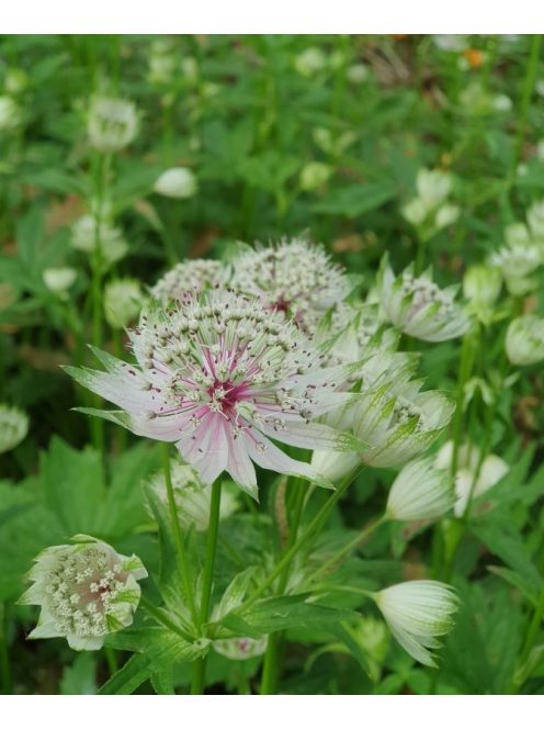 Nagy völgycsillag / ASTRANTIA major 