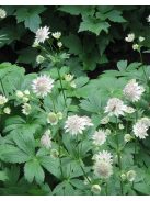 Nagy völgycsillag / ASTRANTIA major 