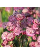 Nagy völgycsillag, rózsaszín / ASTRANTIA Major-Hybr. 'Rosensinfonie'