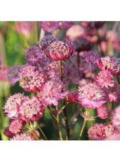   Nagy völgycsillag, rózsaszín / ASTRANTIA Major-Hybr. 'Rosensinfonie'