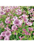 Nagy völgycsillag, rózsaszín / ASTRANTIA Major-Hybr. 'Rosensinfonie'