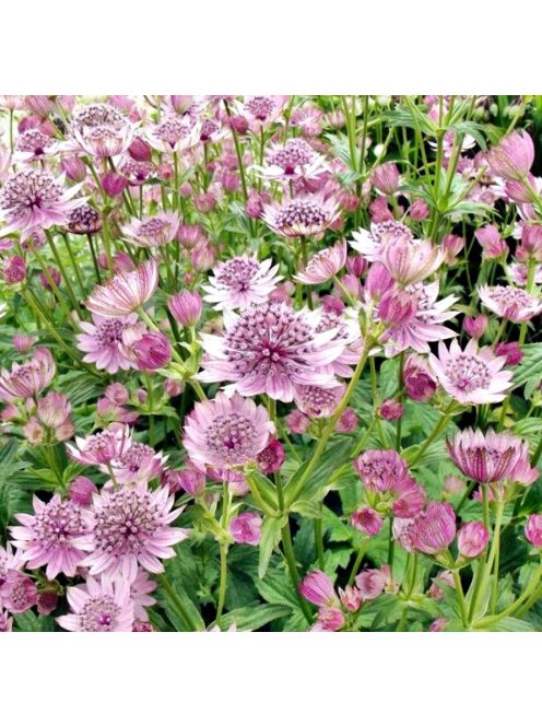 Nagy völgycsillag, rózsaszín / ASTRANTIA Major-Hybr. 'Rosensinfonie'
