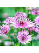 Nagy völgycsillag, rózsaszín / ASTRANTIA Major-Hybr. 'Rosensinfonie'
