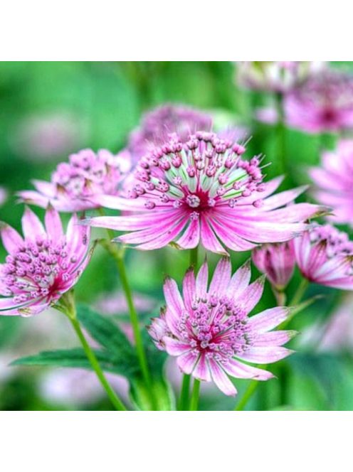 Nagy völgycsillag, rózsaszín / ASTRANTIA Major-Hybr. 'Rosensinfonie'