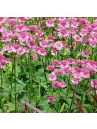 Nagy völgycsillag, rózsaszín / ASTRANTIA Major-Hybr. 'Rosensinfonie'