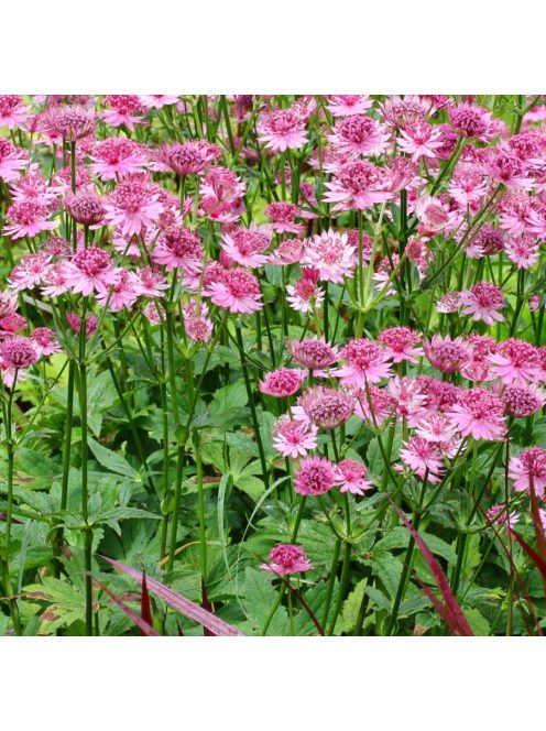 Nagy völgycsillag, rózsaszín / ASTRANTIA Major-Hybr. 'Rosensinfonie'