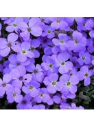 Pázsitviola / AUBRIETA x cultorum 'Royal Cascade Blue'