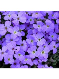   Pázsitviola / AUBRIETA x cultorum 'Royal Cascade Blue'