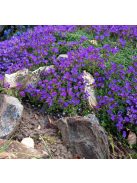 Pázsitviola / AUBRIETA x cultorum 'Royal Cascade Blue'