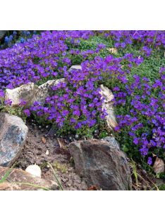   Pázsitviola / AUBRIETA x cultorum 'Royal Cascade Blue'