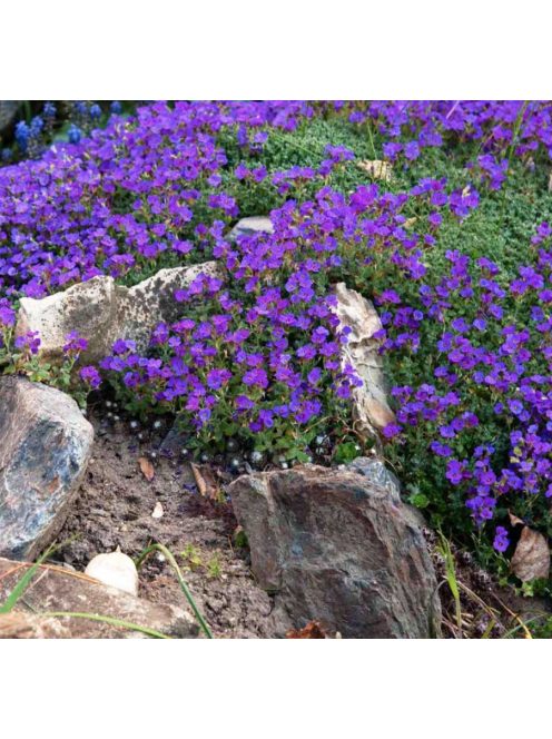 Pázsitviola / AUBRIETA x cultorum 'Royal Cascade Blue'