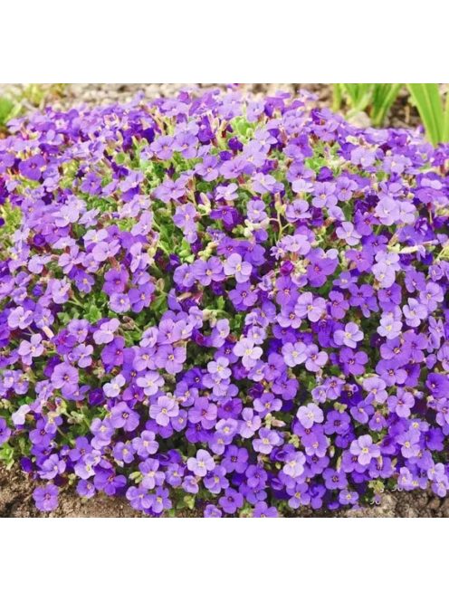 Pázsitviola / AUBRIETA x cultorum 'Royal Cascade Blue'