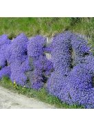 Pázsitviola / AUBRIETA x cultorum 'Royal Cascade Blue'