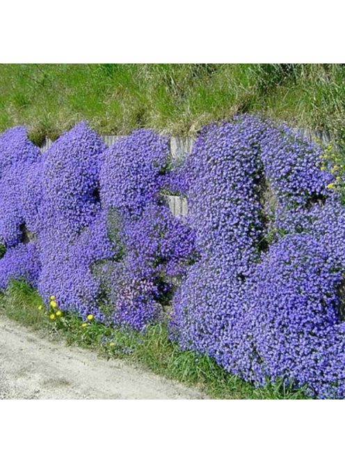 Pázsitviola / AUBRIETA x cultorum 'Royal Cascade Blue'