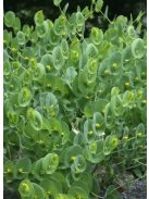 BAPTISIA perfoliata 