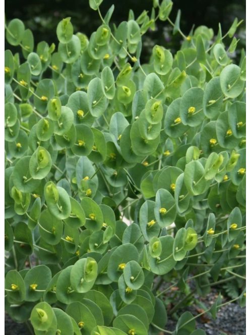 BAPTISIA perfoliata 
