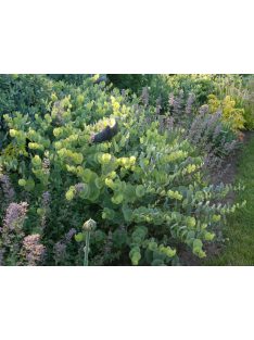 BAPTISIA perfoliata 