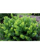 BAPTISIA perfoliata 