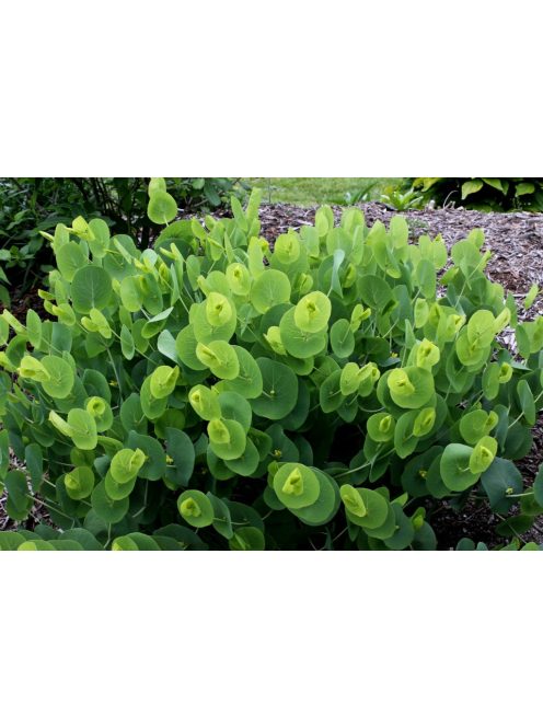 BAPTISIA perfoliata 
