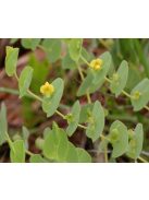 BAPTISIA perfoliata 