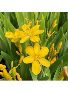   Párducliliom / BELAMCANDA flabellata 'Hello Yellow'