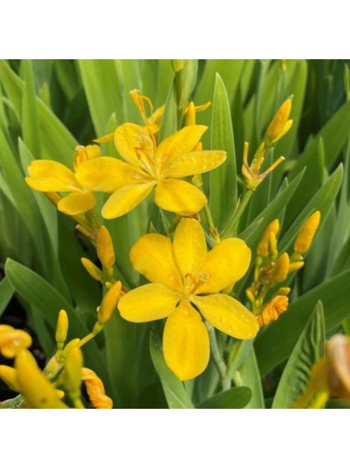 Párducliliom / BELAMCANDA flabellata 'Hello Yellow'