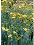 Párducliliom / BELAMCANDA flabellata 'Hello Yellow'