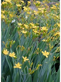  Párducliliom / BELAMCANDA flabellata 'Hello Yellow'