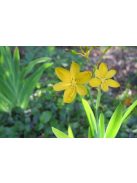 Párducliliom / BELAMCANDA flabellata 'Hello Yellow'