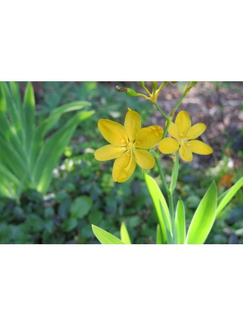 Párducliliom / BELAMCANDA flabellata 'Hello Yellow'