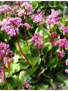 Bőrlevél / BERGENIA cordifolia 'Rotblum'