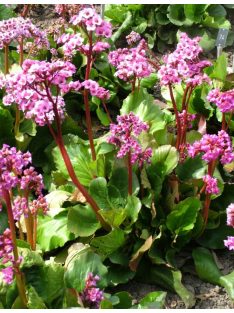 Bőrlevél / BERGENIA cordifolia 'Rotblum'