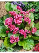 Bőrlevél / BERGENIA cordifolia 'Rotblum'