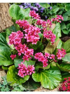 Bőrlevél / BERGENIA cordifolia 'Rotblum'