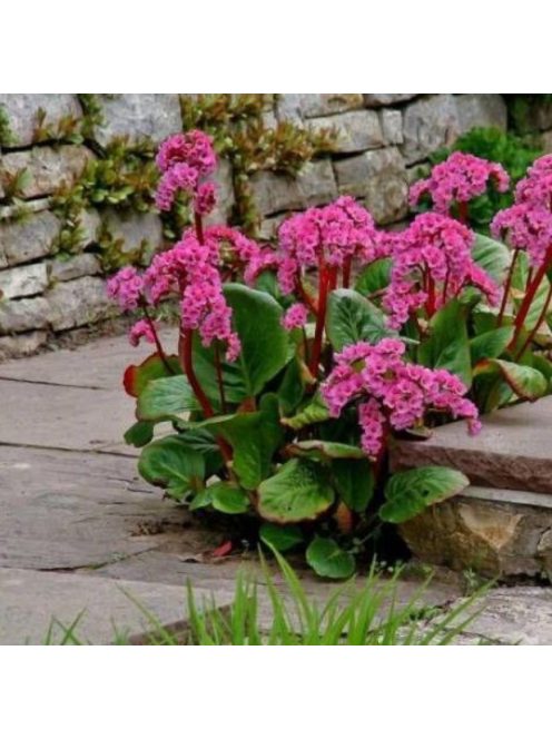 Bőrlevél / BERGENIA cordifolia 'Rotblum'