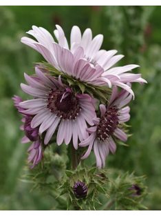 Bíbor bogáncs / BERKHEYA purpurea 
