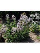 Bíbor bogáncs / BERKHEYA purpurea 