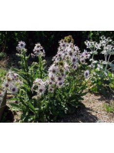 Bíbor bogáncs / BERKHEYA purpurea 
