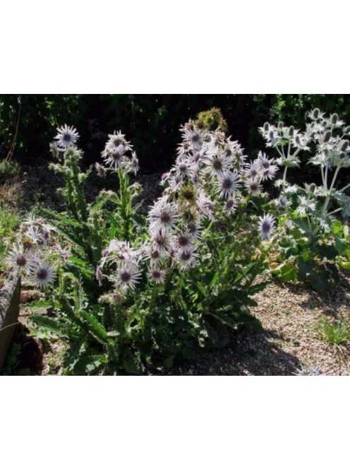 Bíbor bogáncs / BERKHEYA purpurea 