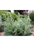 Bíbor bogáncs / BERKHEYA purpurea 