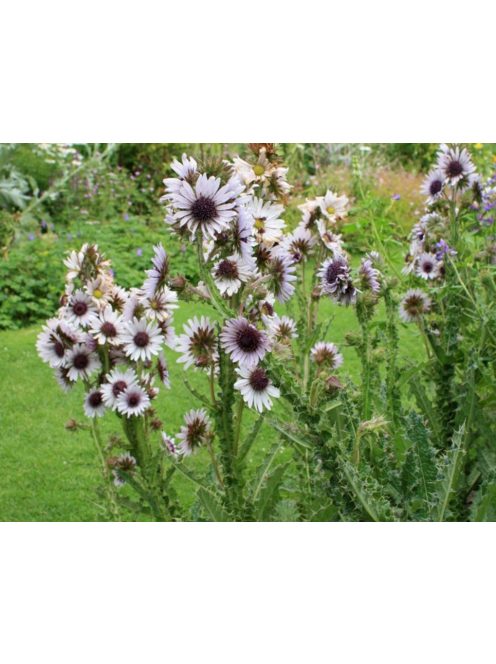 Bíbor bogáncs / BERKHEYA purpurea 