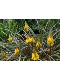 Maori liliom / BULBINELLA hookeri 