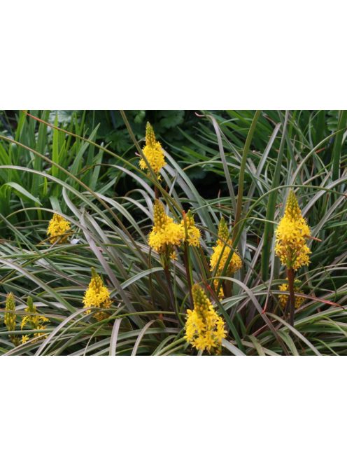 Maori liliom / BULBINELLA hookeri 