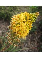 Maori liliom / BULBINELLA hookeri 