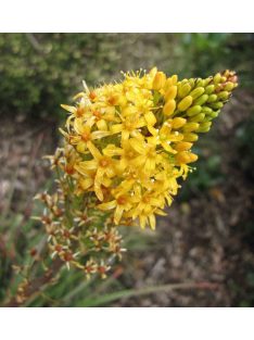 Maori liliom / BULBINELLA hookeri 