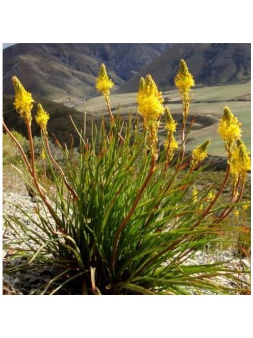 Maori liliom / BULBINELLA hookeri 