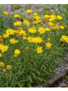Fűzlevelű ökörszem / BUPHTHALMUM salicifolium 