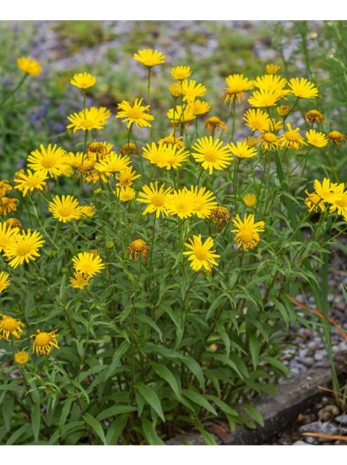 Fűzlevelű ökörszem / BUPHTHALMUM salicifolium 