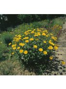 Fűzlevelű ökörszem / BUPHTHALMUM salicifolium 