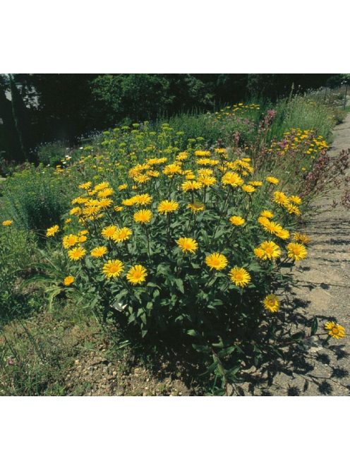 Fűzlevelű ökörszem / BUPHTHALMUM salicifolium 